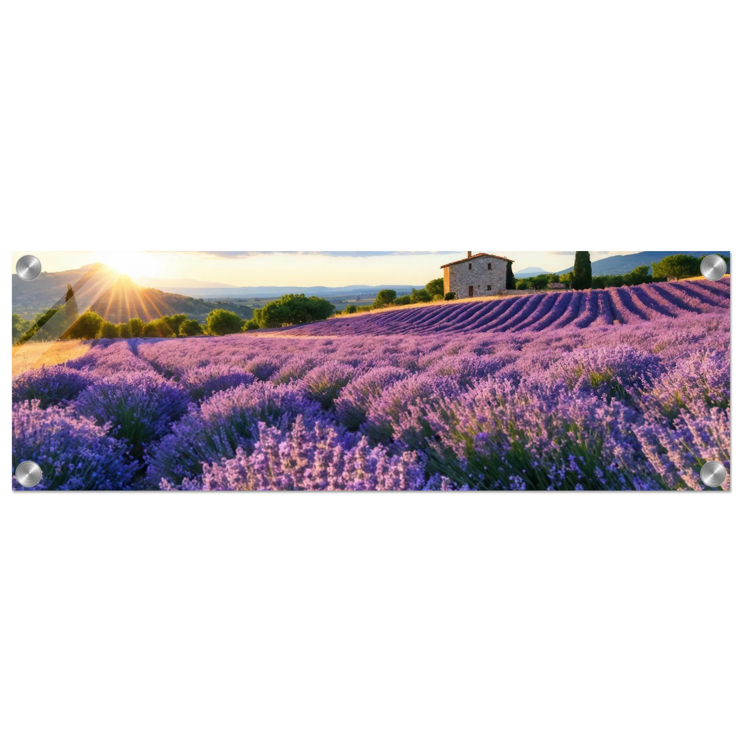 Wandbild sonnenuntergang ueber lavendelfeldern idyllische provence landschaft im wunschformat
