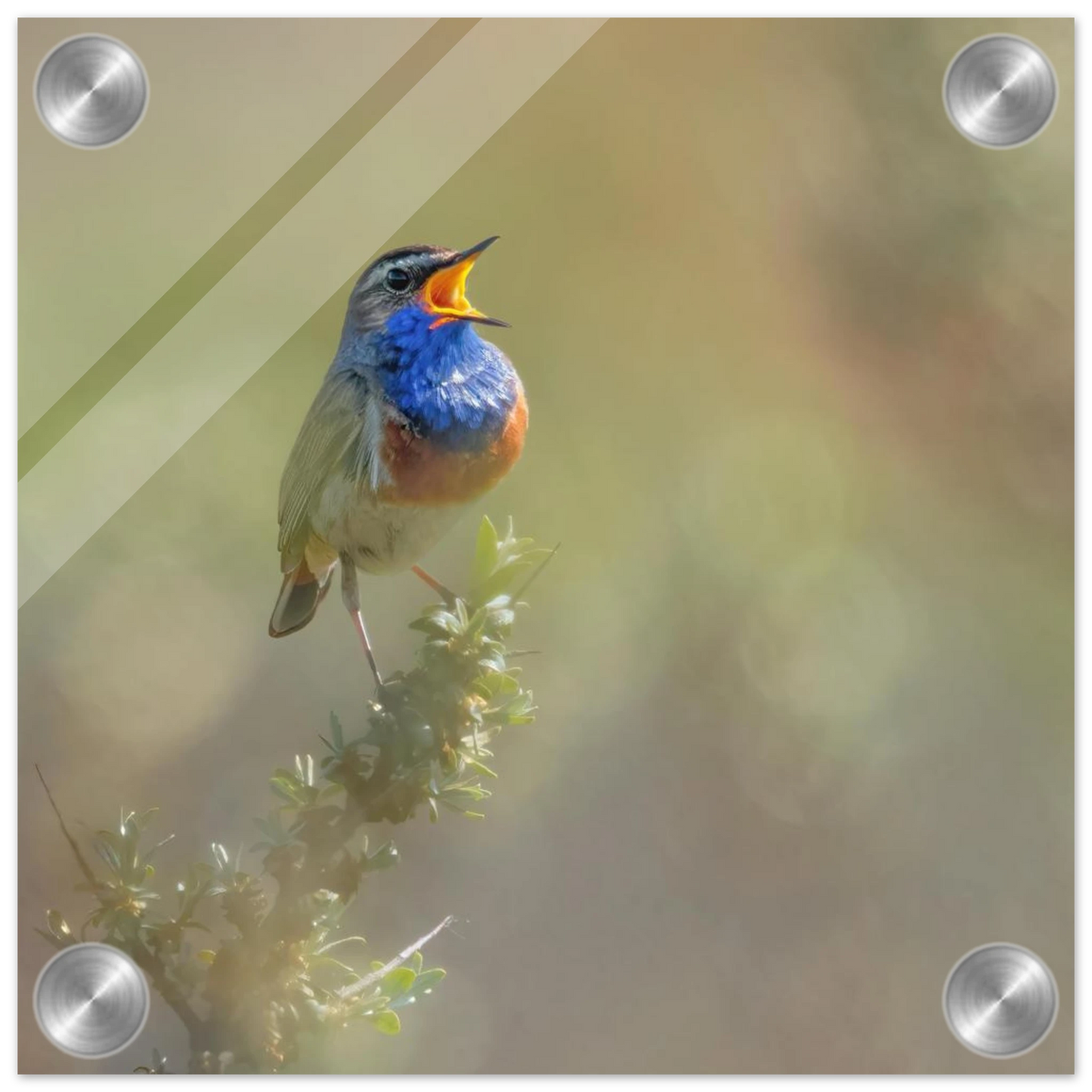 Wandbild singvogel in blautoenen lebendige vogelkunst fuer ihr zuhause in ihrer wunschgroesse