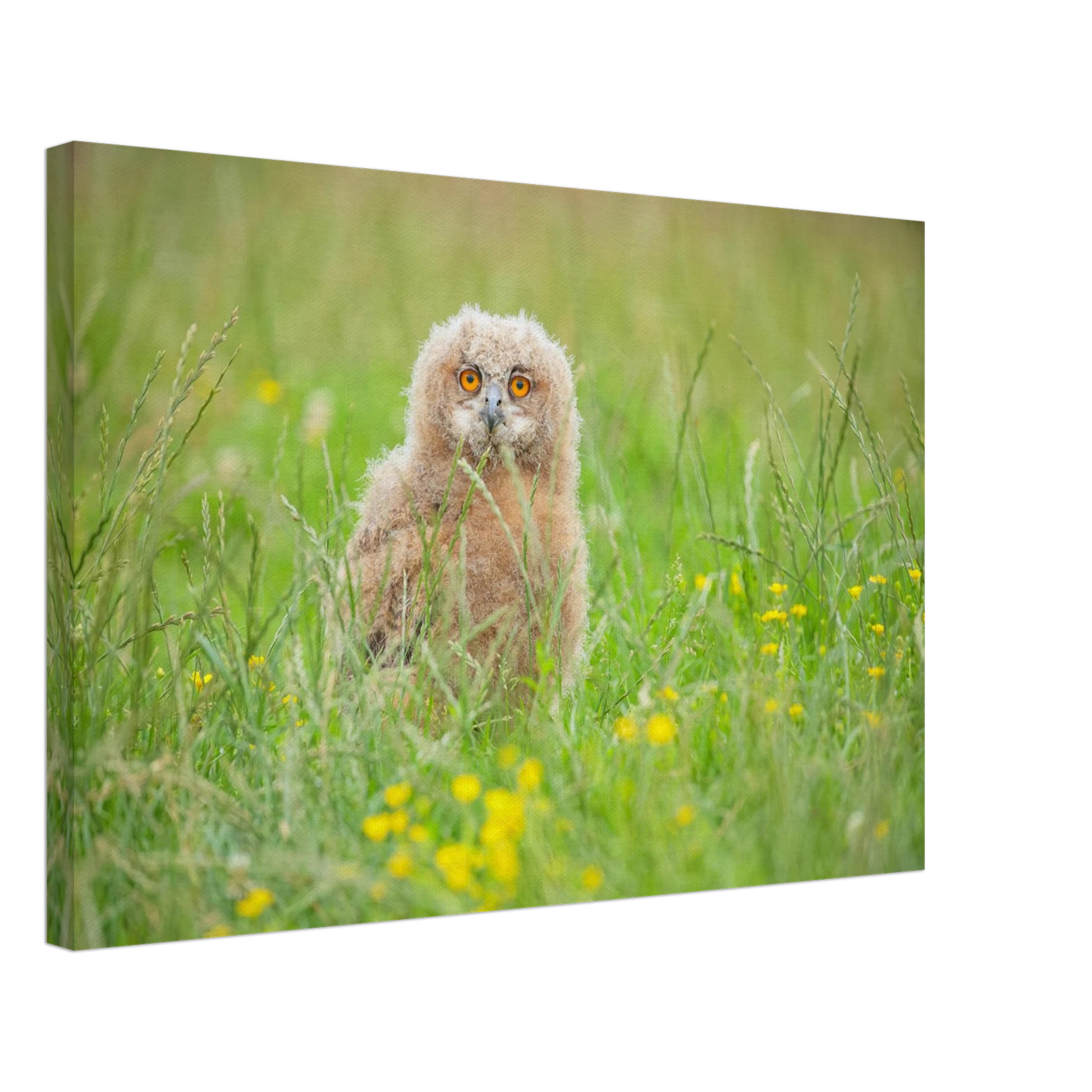 Wandbild junges eulenkueken im gras ein bezaubernder anblick fuer ihr zuhause in vielen groessen