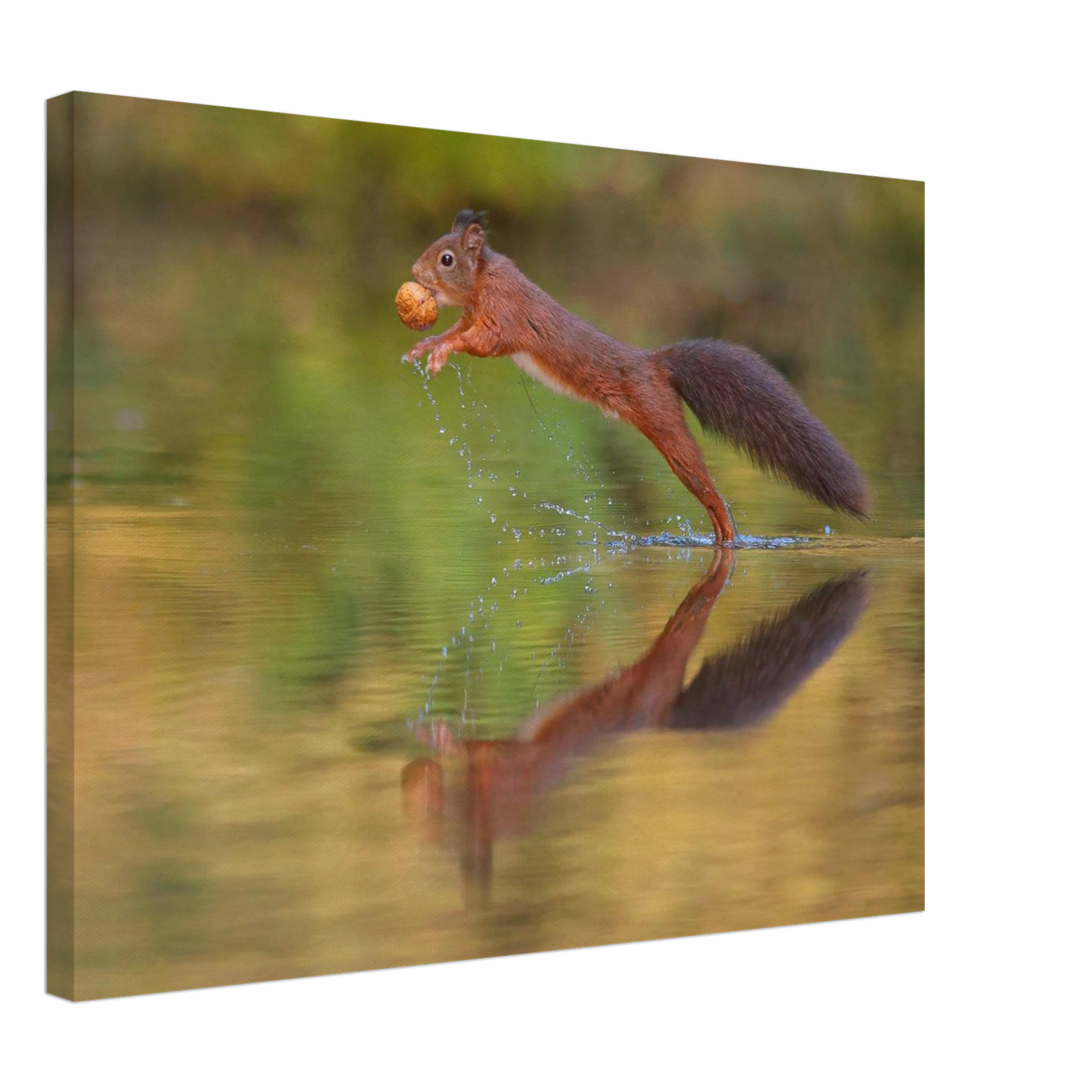 Wandbild eichhoernchen sprung dynamisches tierportrait auf premium leinwand in verschiedenen groessen erhaeltlich