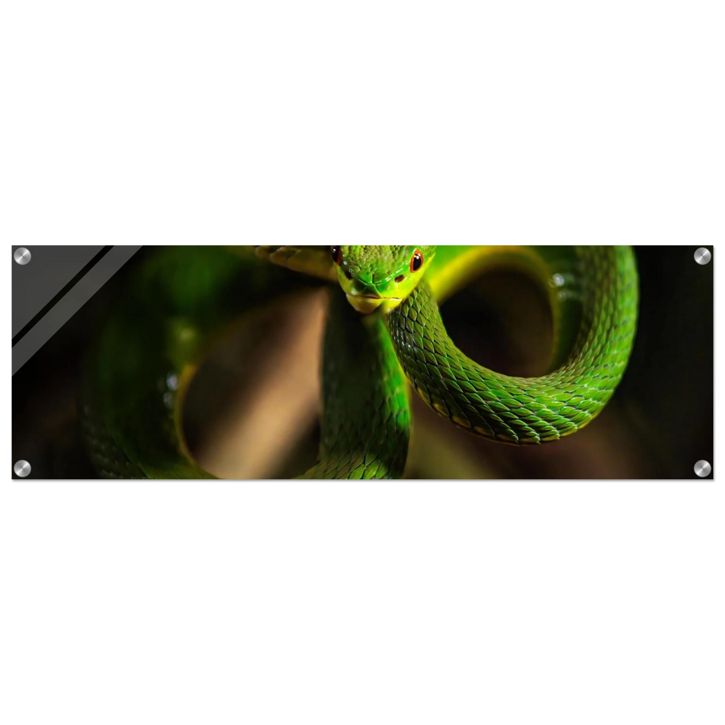 Wandbild der gruene baumviper ein hypnotischer blick in verschiedenen groessen