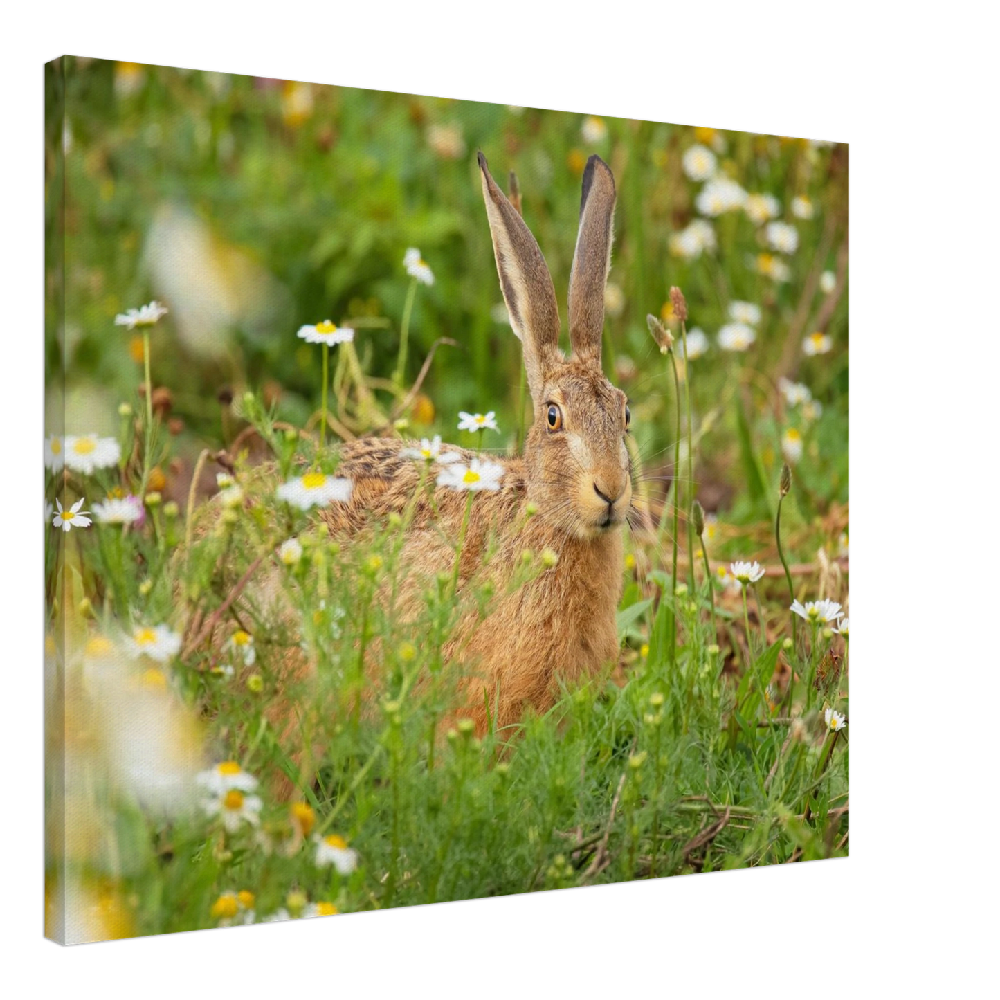 Wandbild feldhase im blumenfeld beruhigende natur tier kunst in vielen groessen