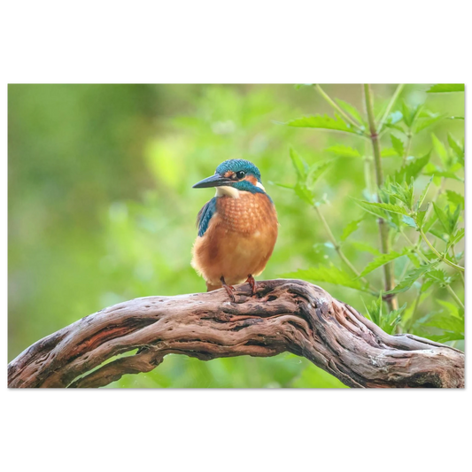 Wandbild eisvogel lebendige naturkunst fuer ihr zuhause in ihrer wunschgroesse 2
