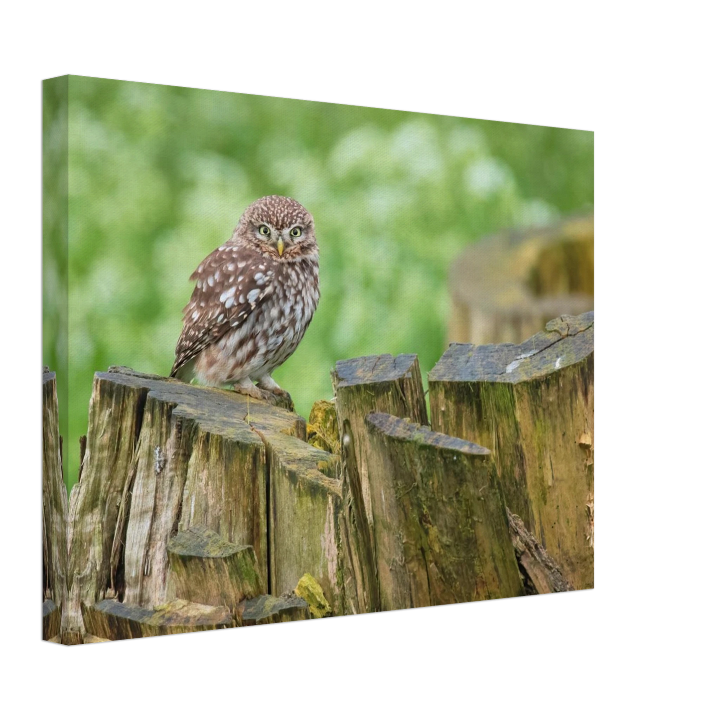 Wandbild mystische kleine eule faszinierendes kunstwerk fuer natur und tierliebhaber in vielen groessen