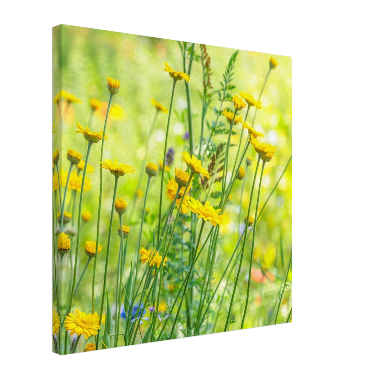 Wandbild sunshine meadow lebendiger blumen druck in verschiedenen groessen