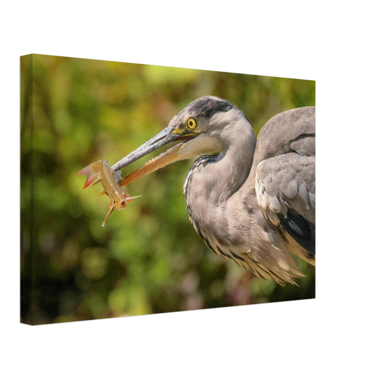 Wandbild graureiher mit fisch ein faszinierender moment in der natur verfuegbar in ihrer wunschgroesse
