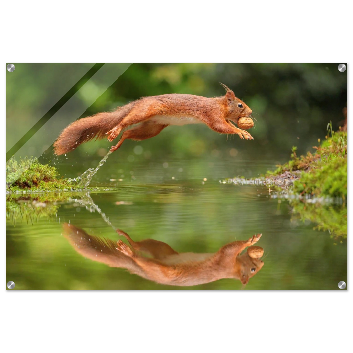 Wandbild Wandkunst eichhoernchens freudensprung dynamische naturkunst fuer ihr zuhause erhaeltlich in mehreren groessen