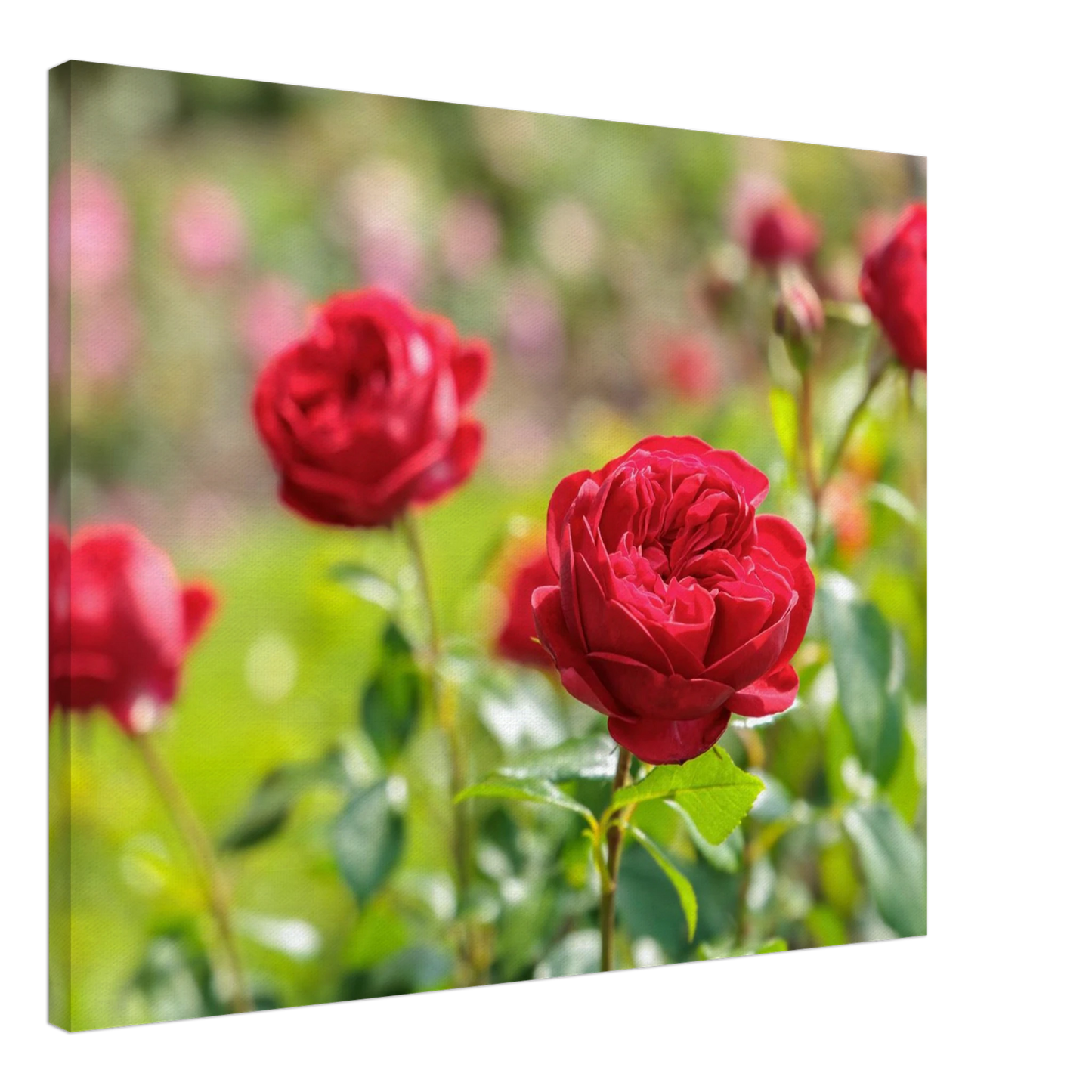 Wandbild rote rosen lebendige bluetenpracht fuer ihr zuhause in ihrer wunschgroesse