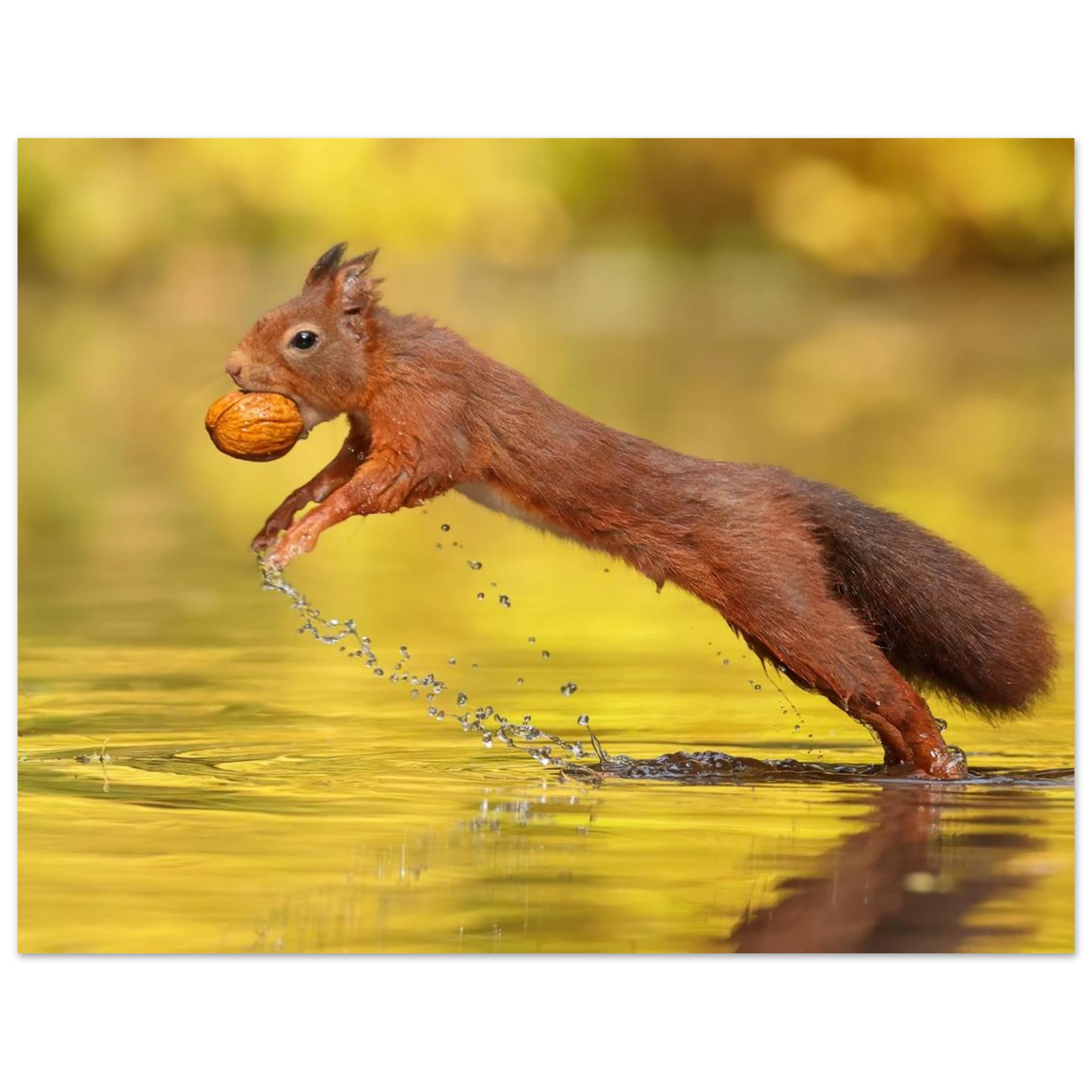 Wandbild eichhoernchen dynamische eichhoernchen kunst in lebhaften herbsttoenen