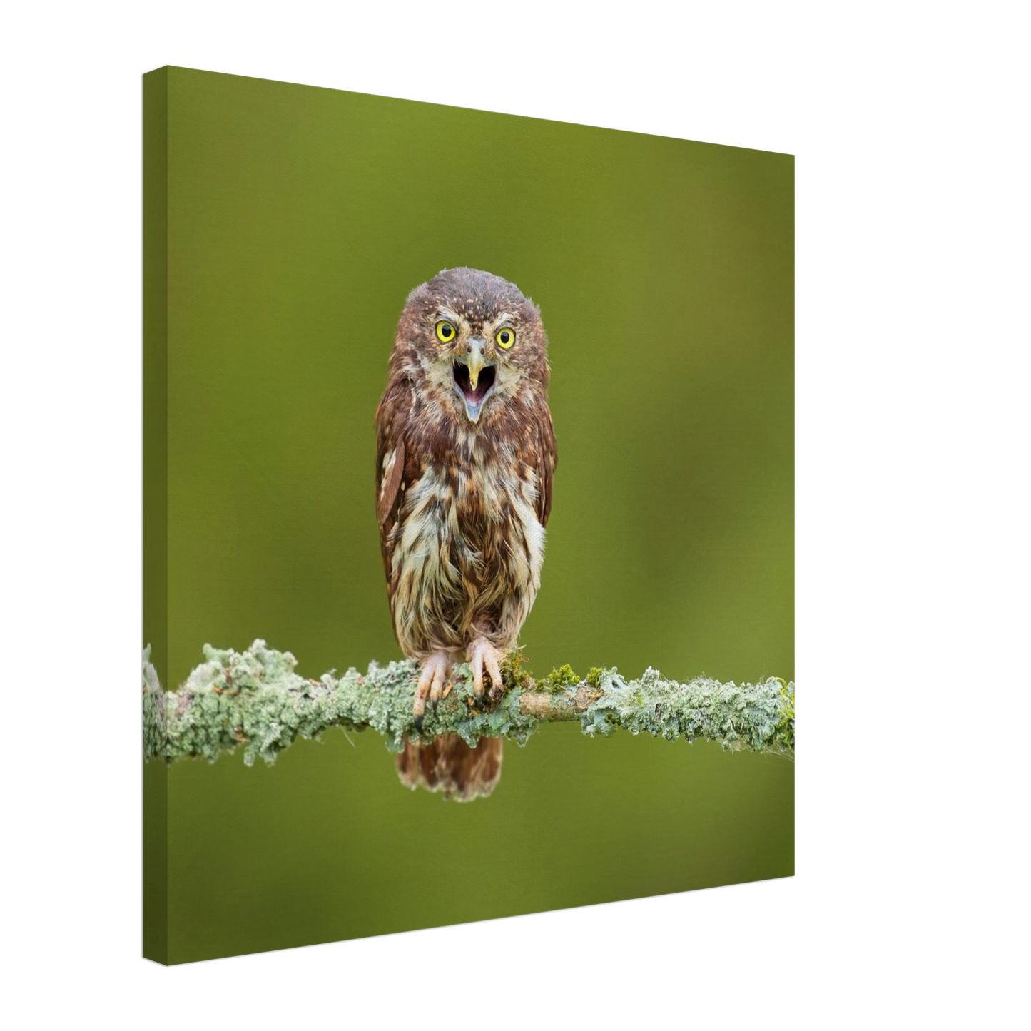 Wandbild rufer der wildnis faszinierendes eulen portraet mit leuchtenden augen fuer ihr zuhause