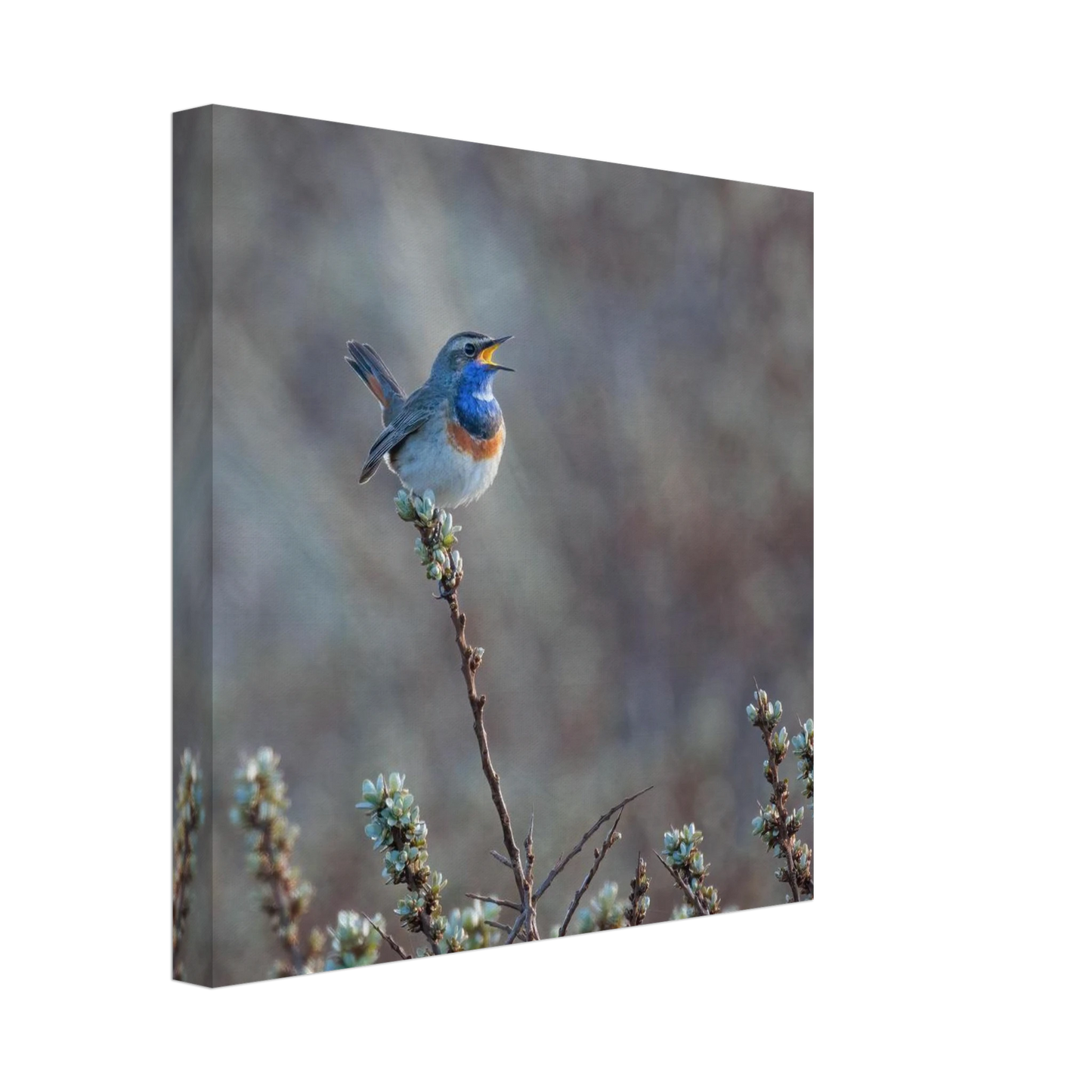 Wandbild blaukohlkehlchen im gesang naturkunst in lebendigen farben in ihrer wunschgroesse