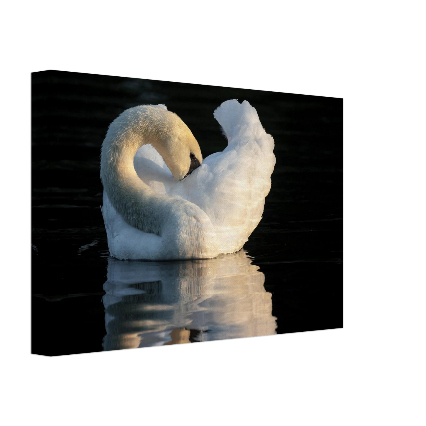 Wandbild schwan bei sonnenuntergang elegante wandkunst fuer ihr zuhause