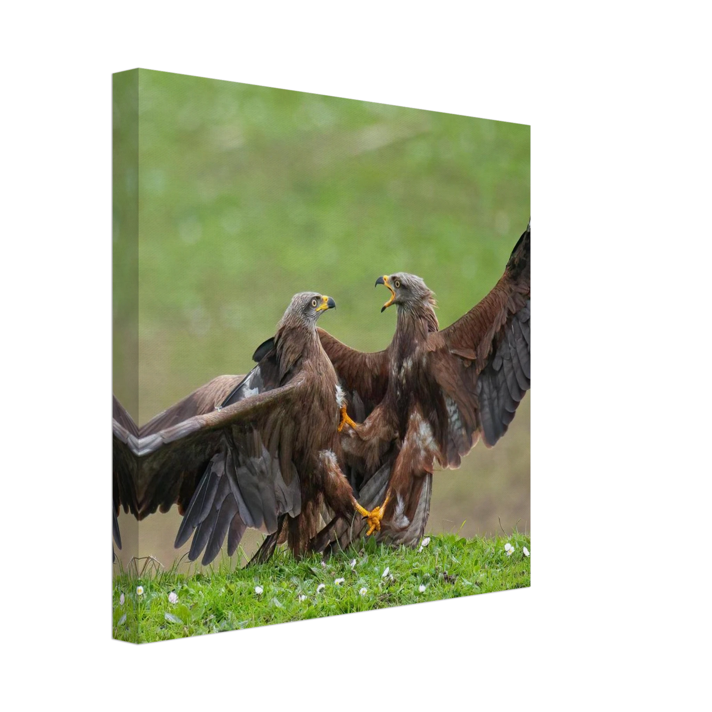 Wandbild kampf der milane dynamisches tierportraet in kraeftigen brauntoenen erhaeltlich in ihrer wunschgroesse