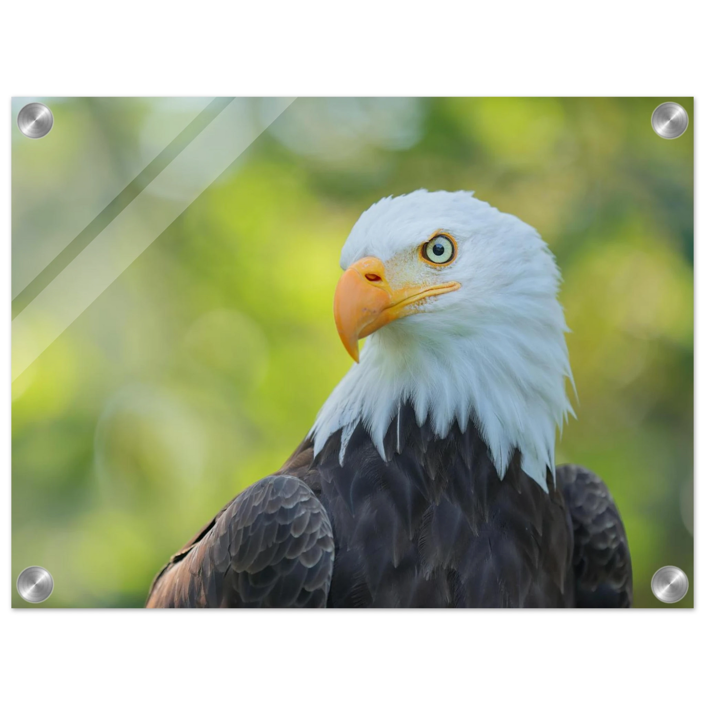 Wandbild majestaetischer weisskopfseeadler eine ode an die freiheit in ihrer wunschgroesse