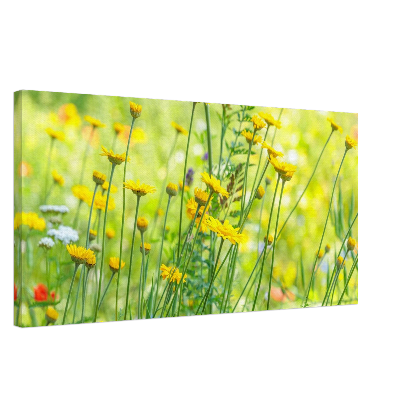 Wandbild sunshine meadow lebendiger blumen druck in verschiedenen groessen