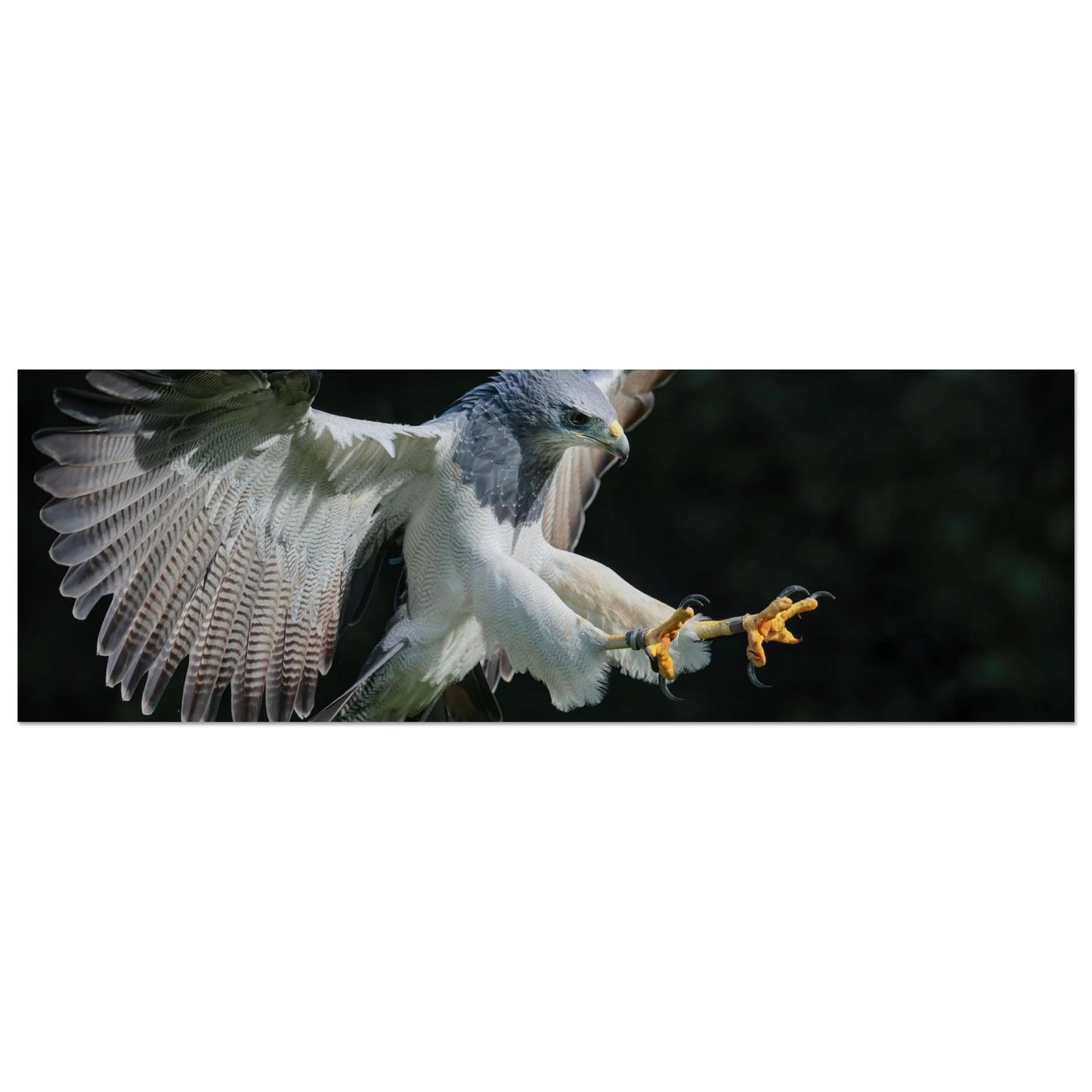 Wandbild majestaetischer schwarzbrustbussard im flug atemberaubende tierfotografie fuer ihr zuhause