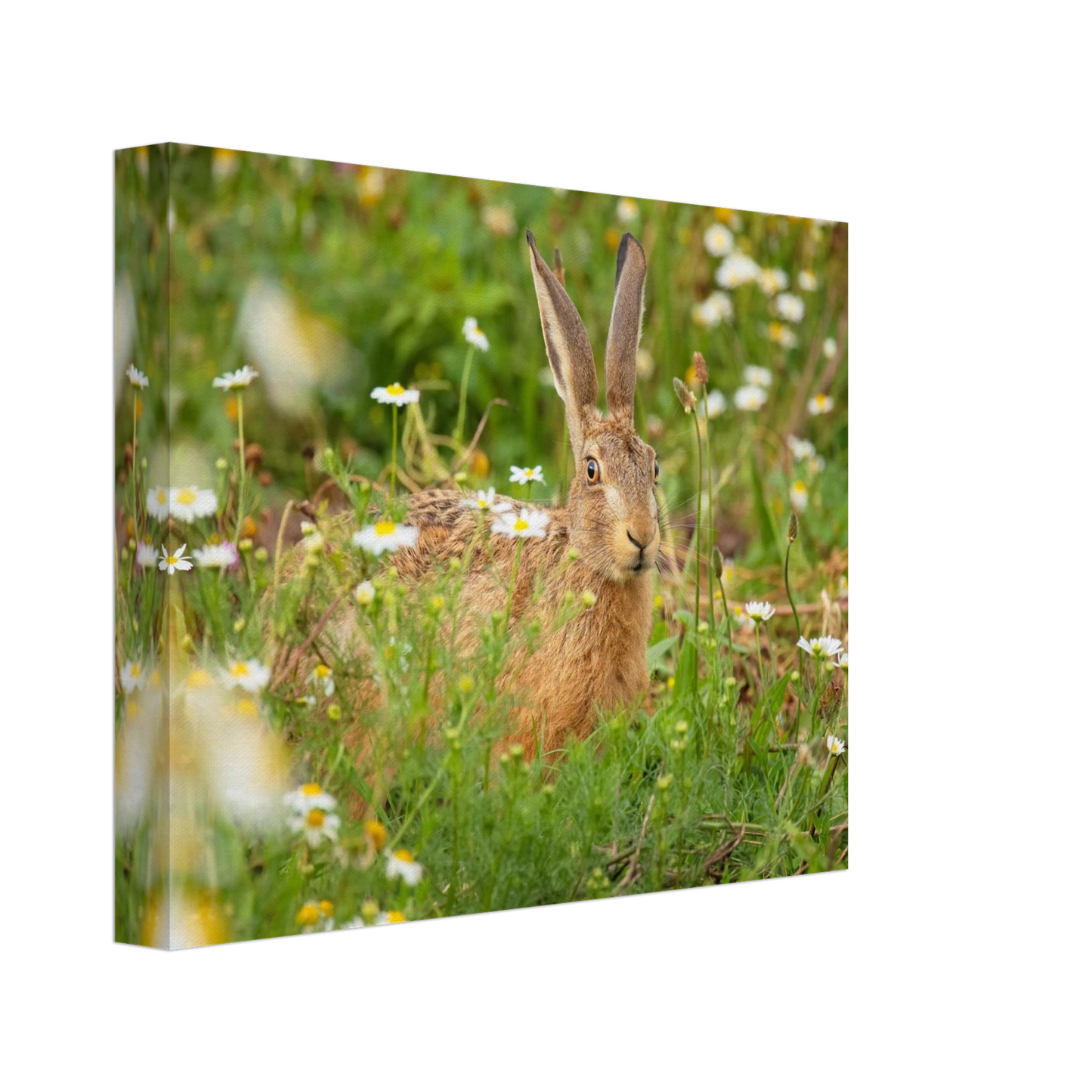 Wandbild feldhase im blumenfeld beruhigende natur tier kunst in vielen groessen
