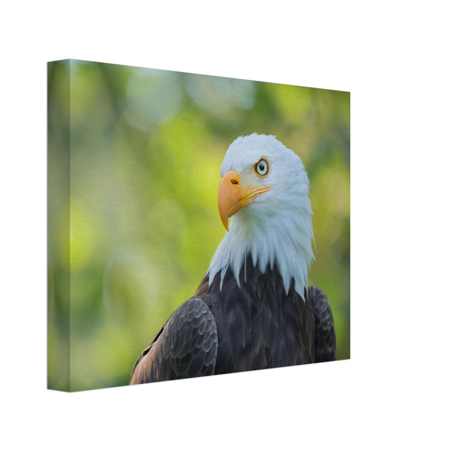 Wandbild majestaetischer weisskopfseeadler eine ode an die freiheit in ihrer wunschgroesse