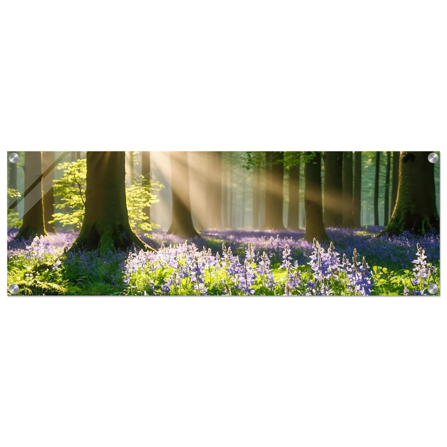 Wandbild mystischer morgenwald mit sonnenstrahlen und lila blueten in vielen groessen