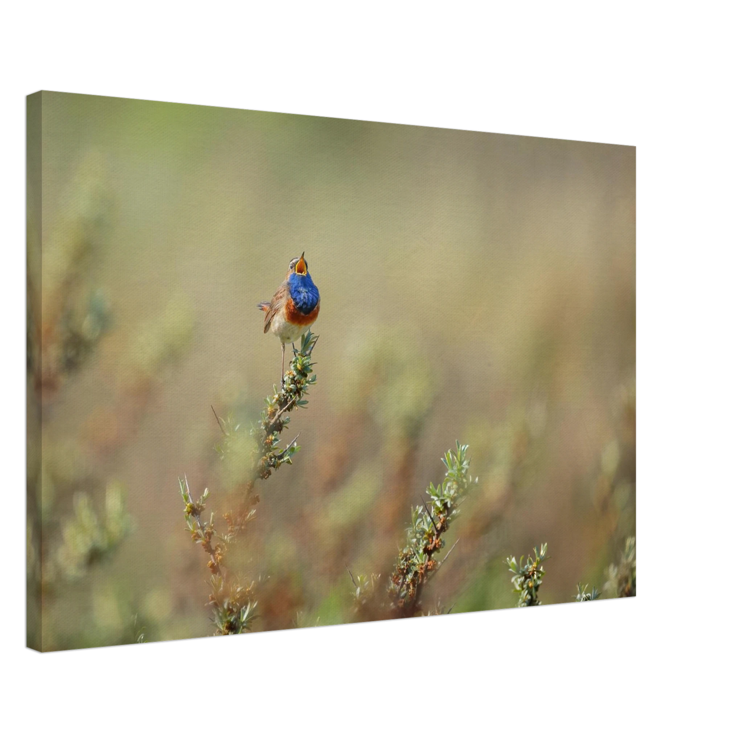 Wandbild lebendige nachtigall ein meisterwerk der naturfotografie fuer ihr zuhause
