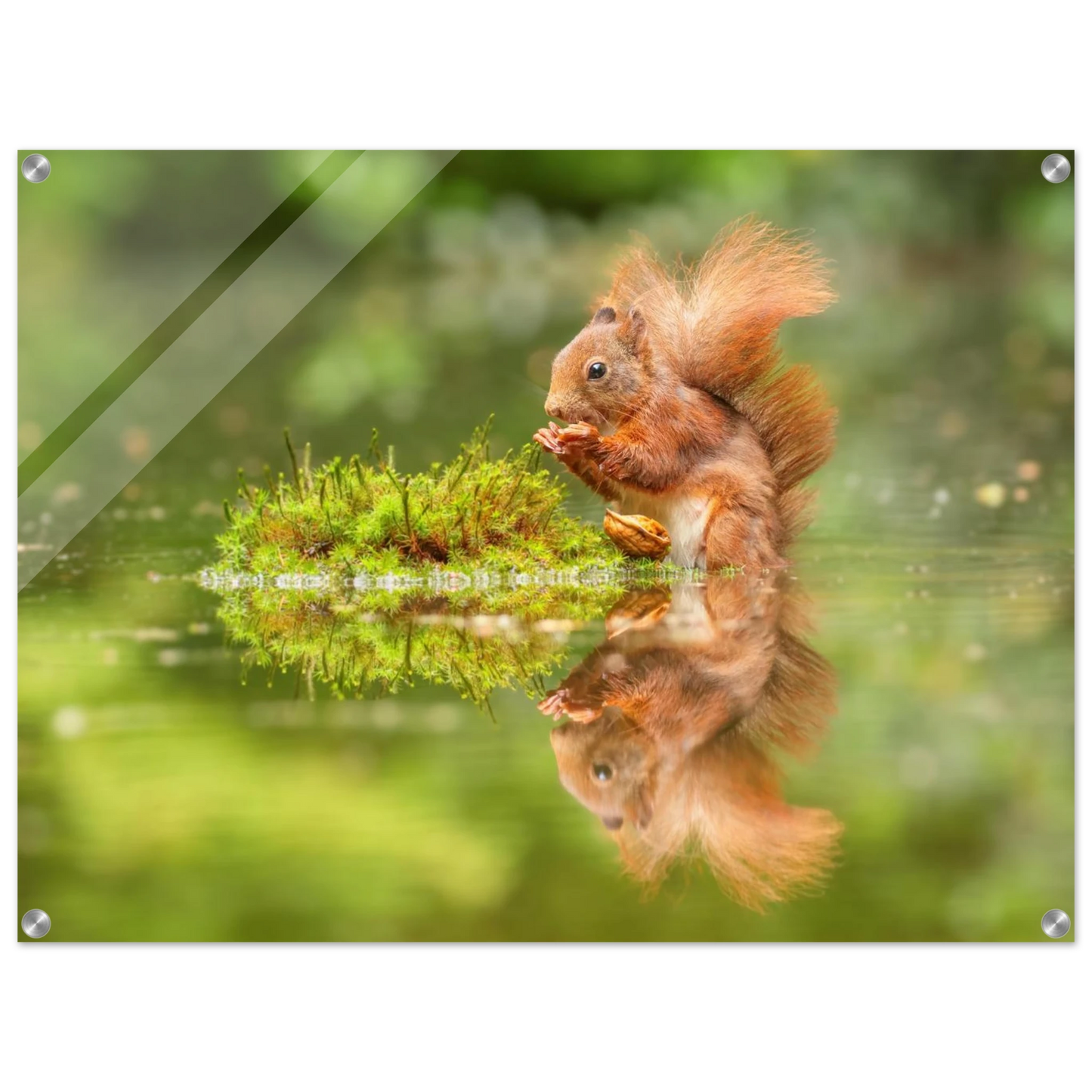 Wandbild bezauberndes eichhoernchen mit nuss ein spiegelbild der natur