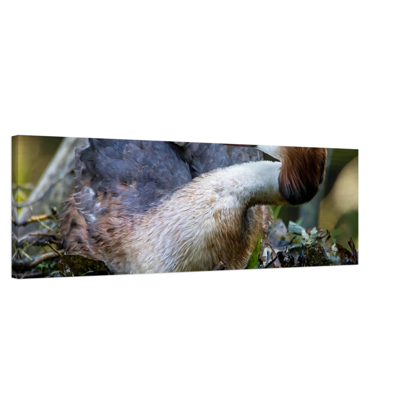 Wandbild zaertliche grosse haubentaucher familie naturgetreuer kunstdruck in ihrer wunschgroesse