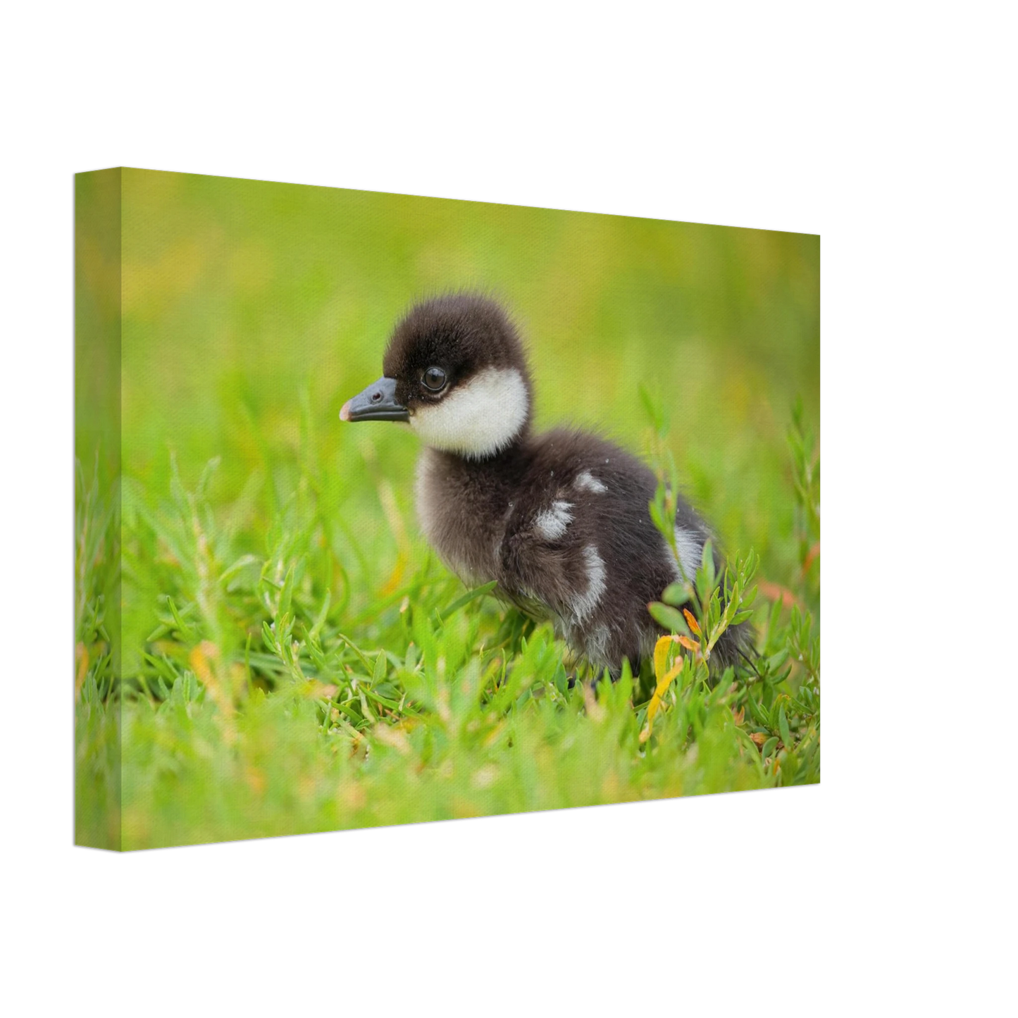 Wandbild bezauberndes entenkueken suesse tiermotive fuer kinderzimmer naturfreunde in vielen groessen