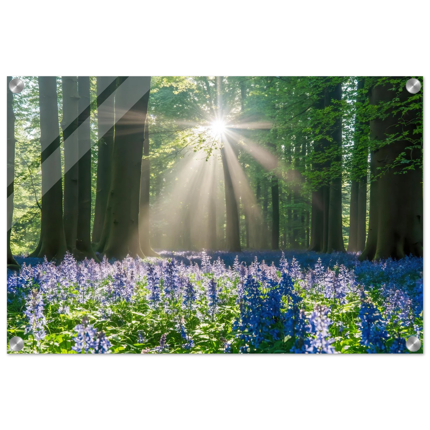 Wandbild bezaubernder wald mit sonnenstrahlen und lila bluetenmeer dein stueck natur