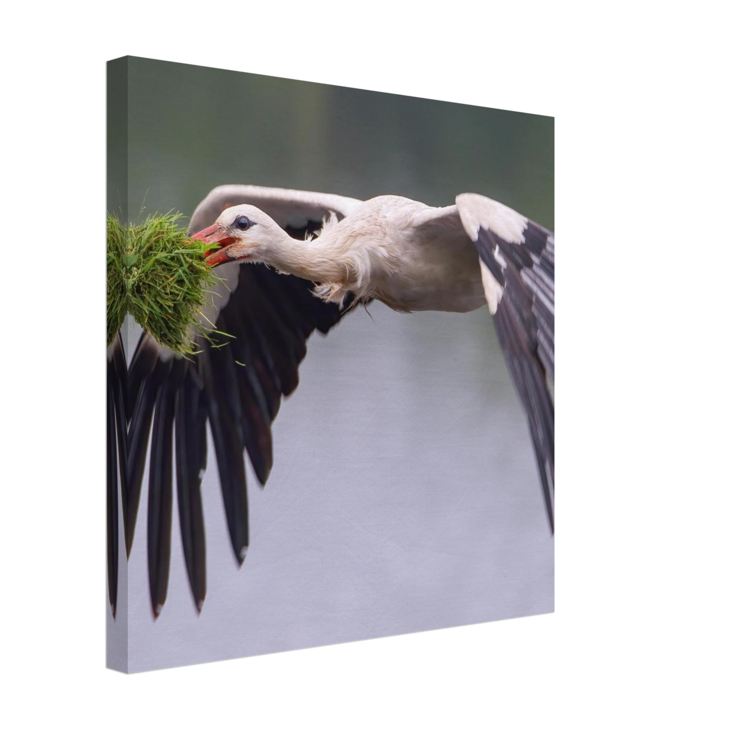 Wandbild nestbauender weissstorch im flug lebendige naturfotografie fuer ihr zuhause