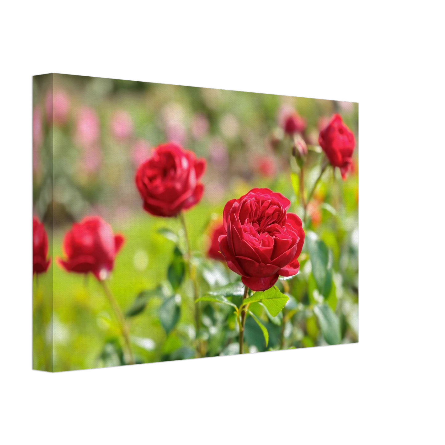 Wandbild rote rosen lebendige bluetenpracht fuer ihr zuhause in ihrer wunschgroesse
