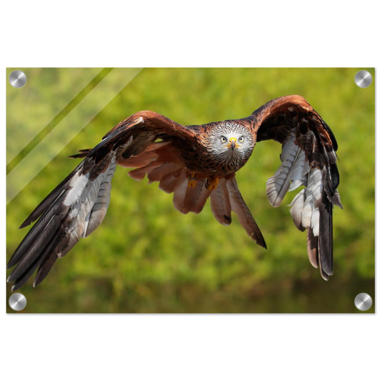 Wandbild majestaetischer rotmilan im flug atemberaubende tierfotografie fuer ihr zuhause erhaeltlich in zahlreichen groessen