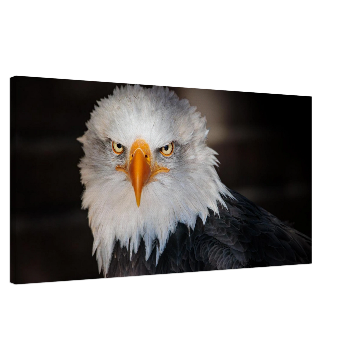 Wandbild majestaetischer adler ausdrucksstarke tierfotografie fuer ihr zuhause in vielen groessen erhaeltlich