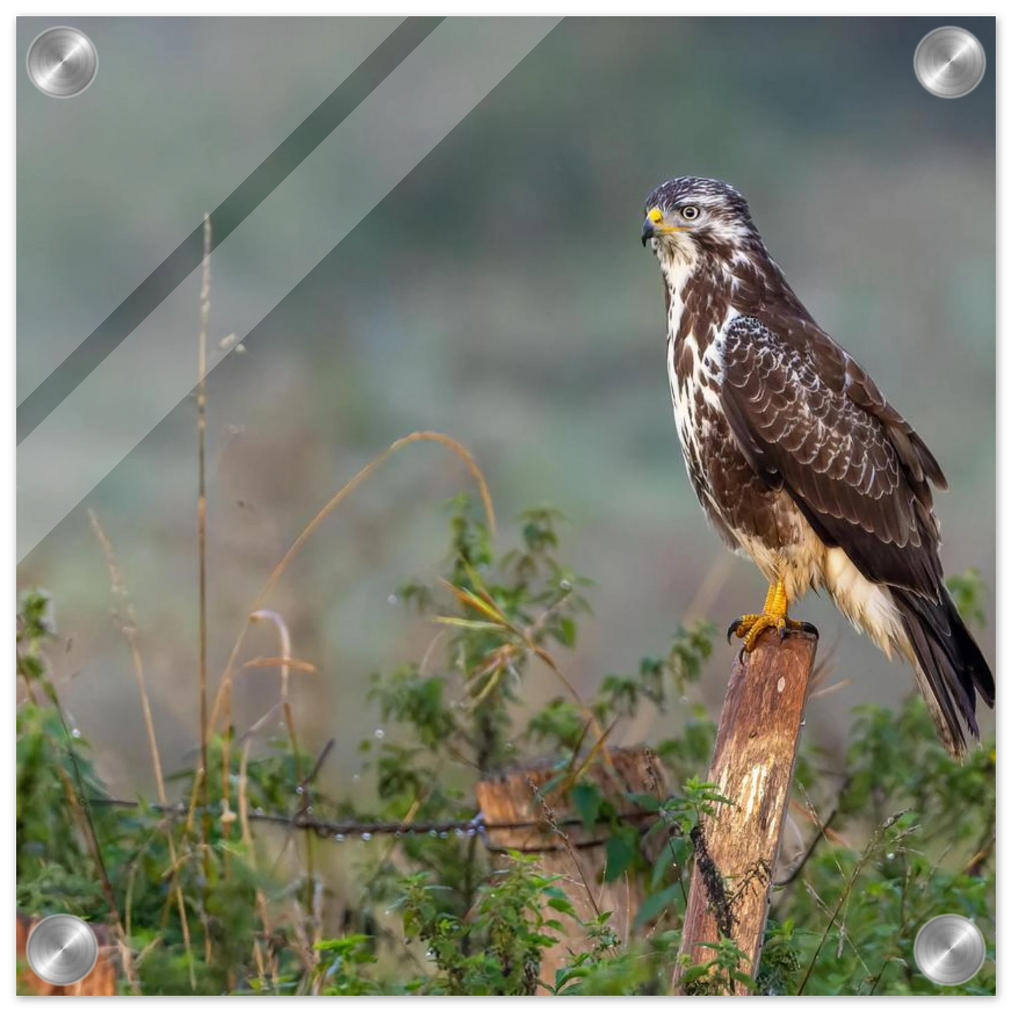 Wandbild majestaetischer bussard einblick in die wildnis auf hochglanz leinwand