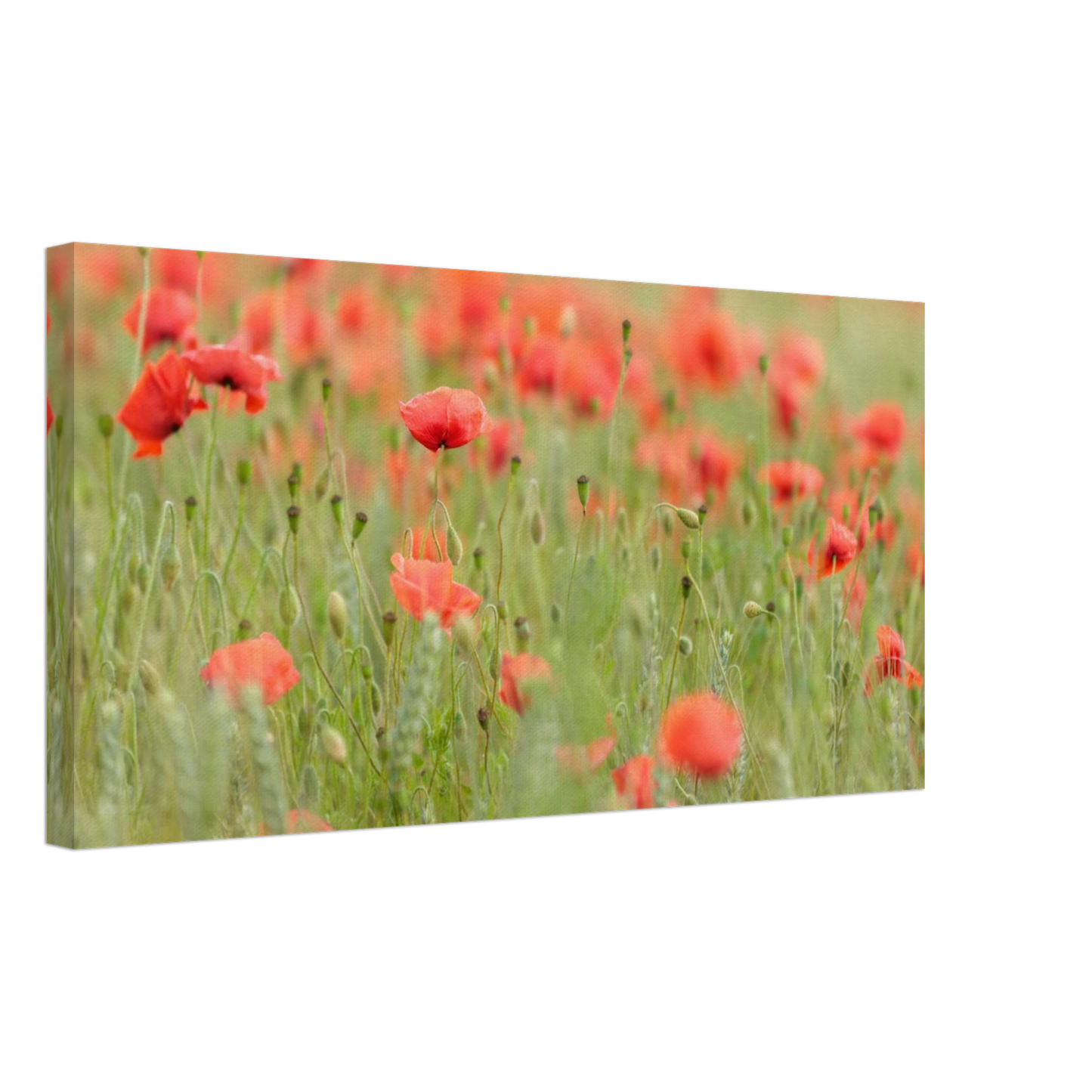 Wandbild vertraeumtes mohnblumenfeld ein stueck sommer fuer ihr zuhause in vielen groessen