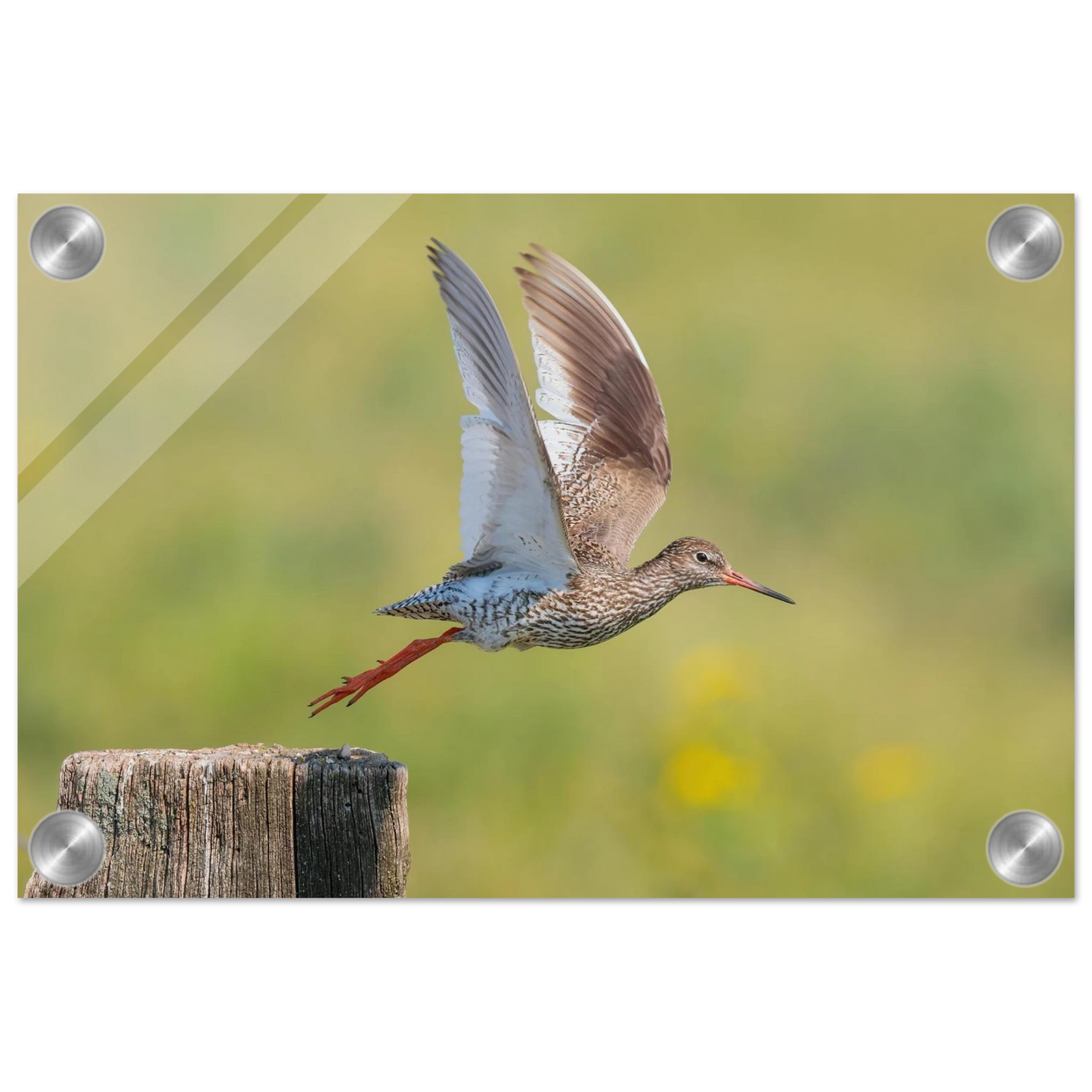 Wandbild der flug des rotschenkels dynamische tierkunst fuer ihr zuhause in vielen groessen erhaeltlich
