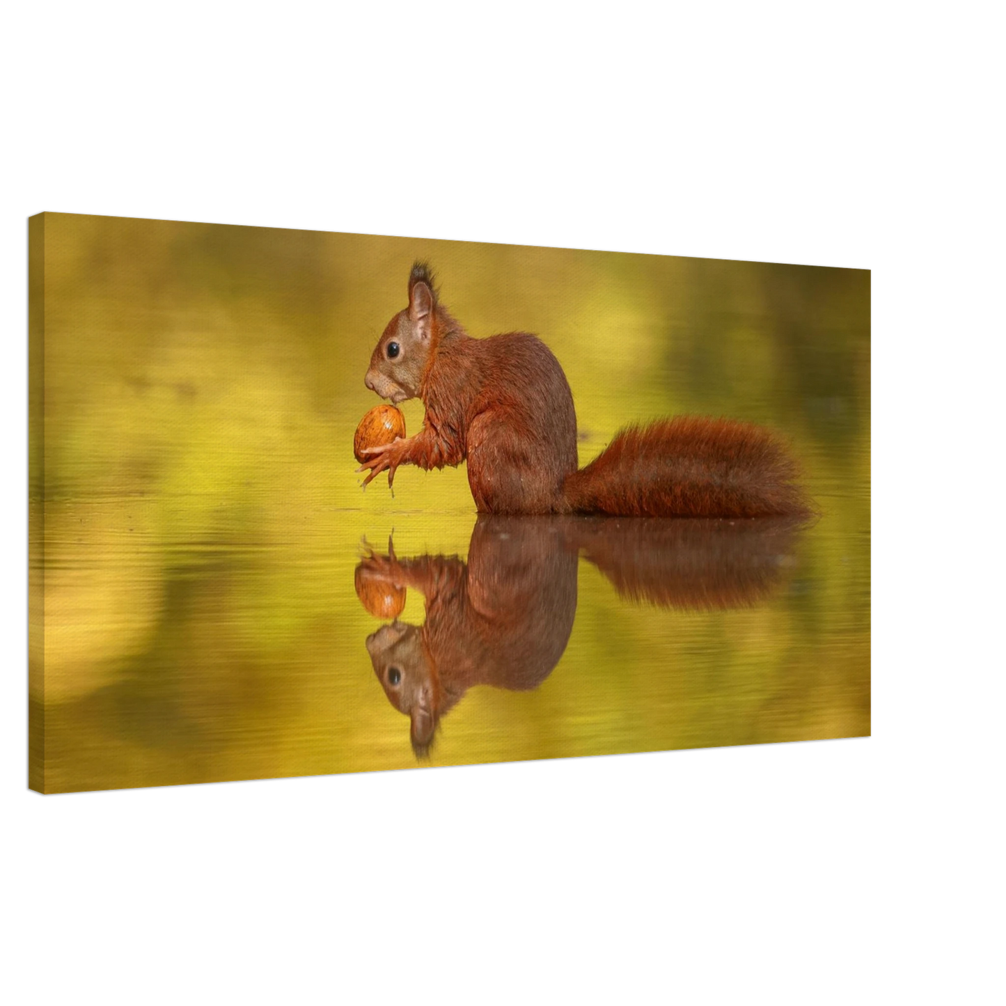 Wandbild eichhoernchen im goldenen herbstlicht lebendige tierfotografie fuer ihre wand