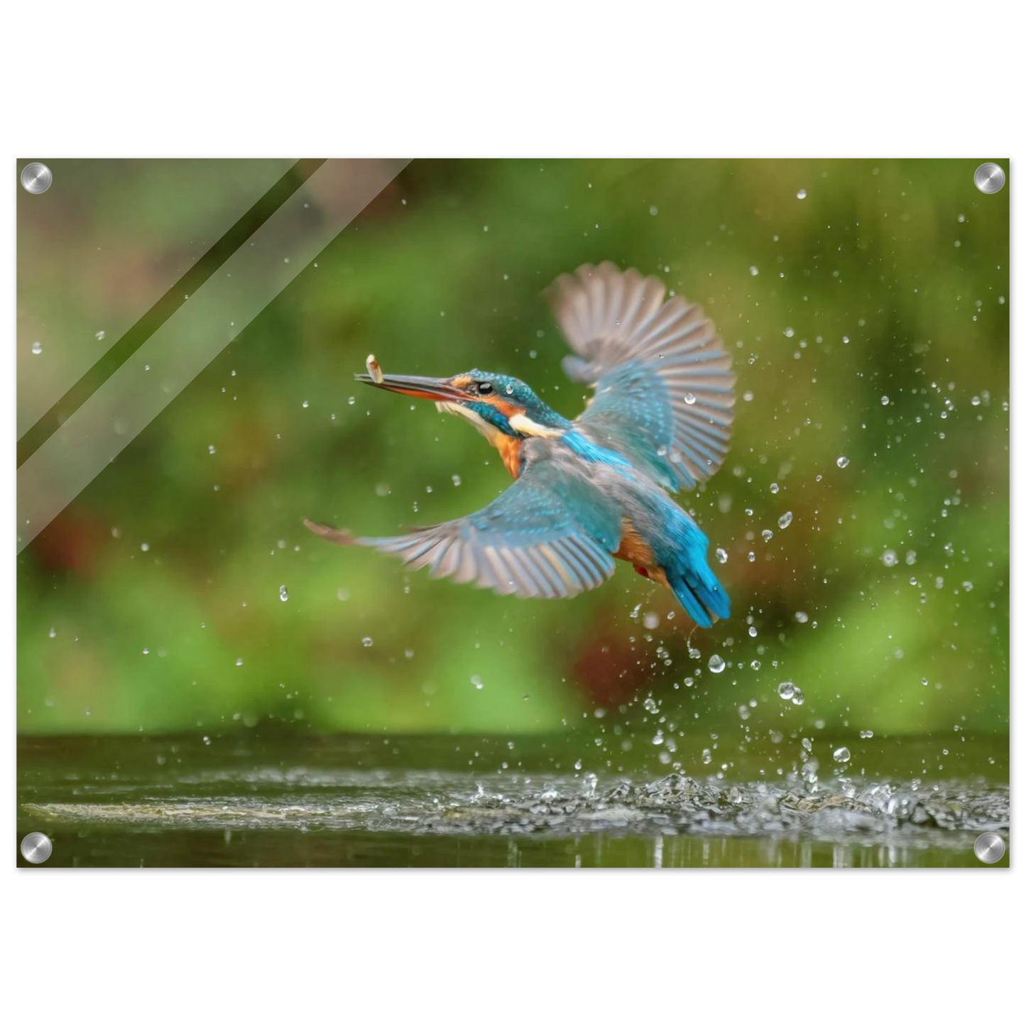Wandbild eisvogel lebendige tierfotografie mit lebhaften blautoenen