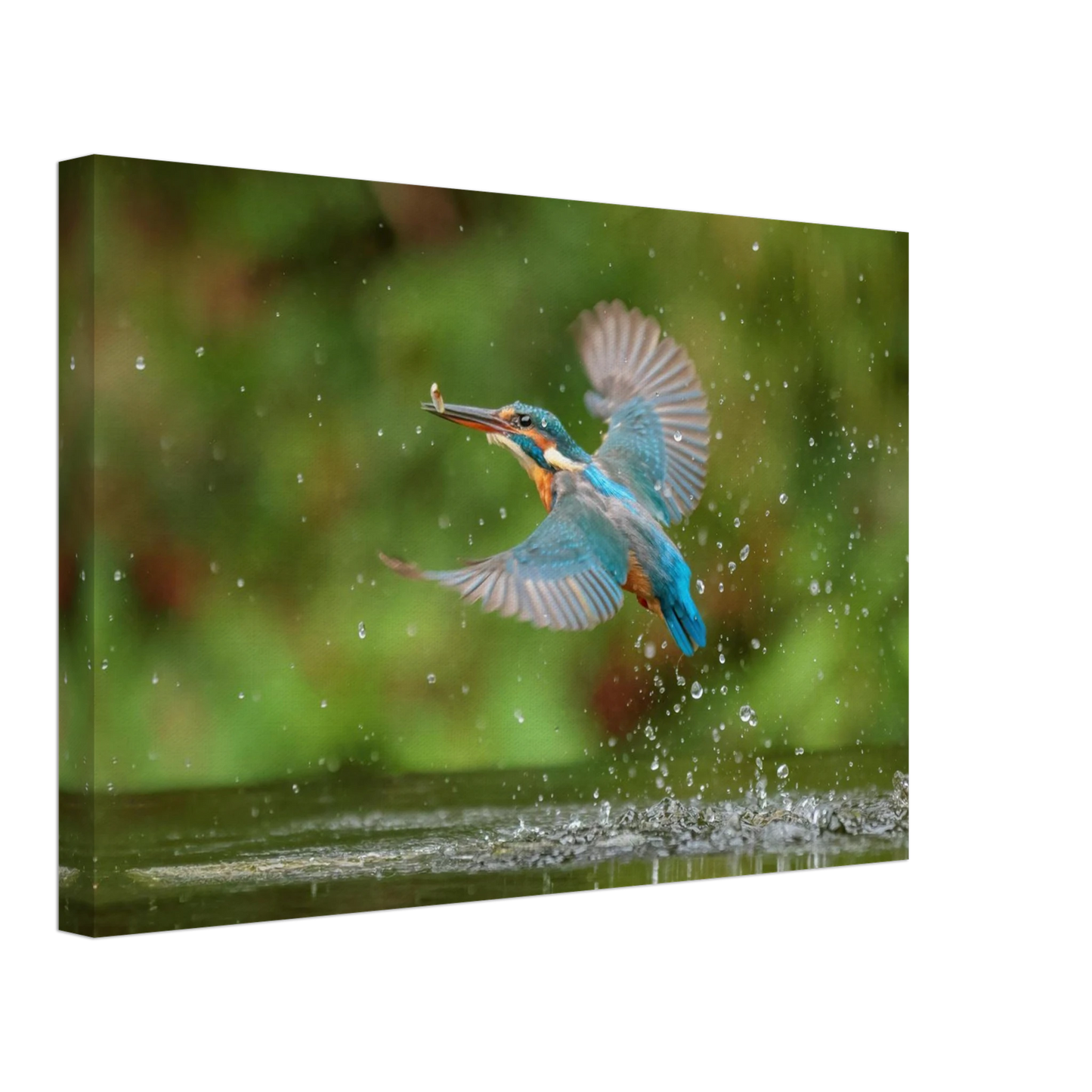 Wandbild eisvogel lebendige tierfotografie mit lebhaften blautoenen