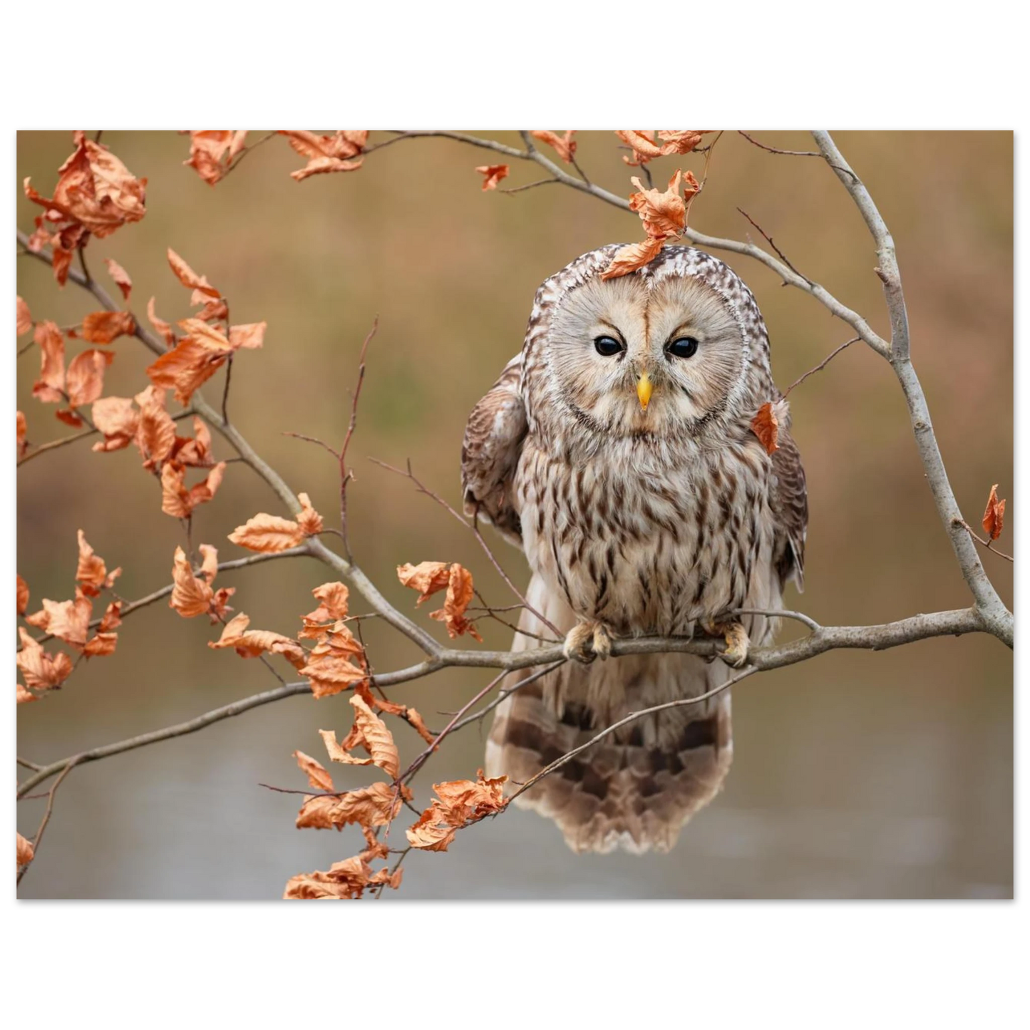 Wandbild majestaetische eule im herbstlaub einblick in die wildnis in verschiedenen groessen