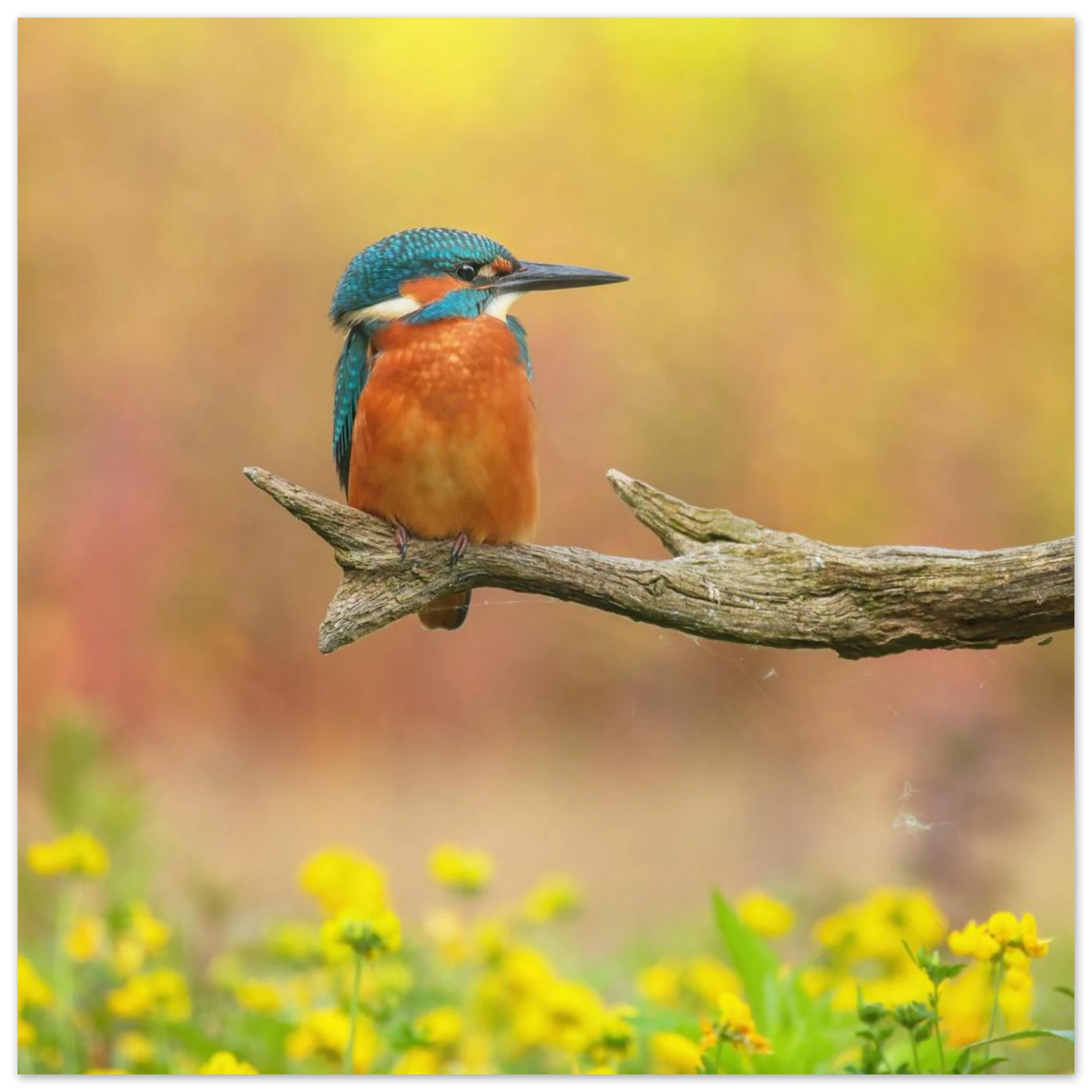 Wandbild eisvogel lebendige naturkunst fuer ihr zuhause in ihrer wunschgroesse