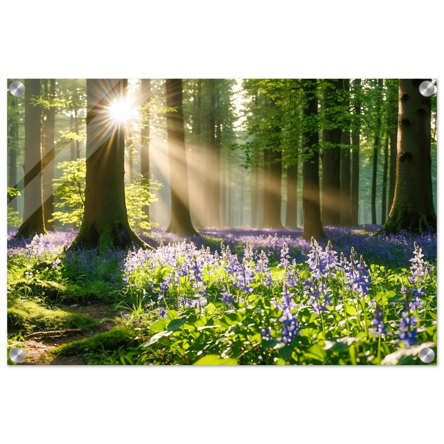 Wandbild mystischer morgenwald mit sonnenstrahlen und lila blueten in vielen groessen