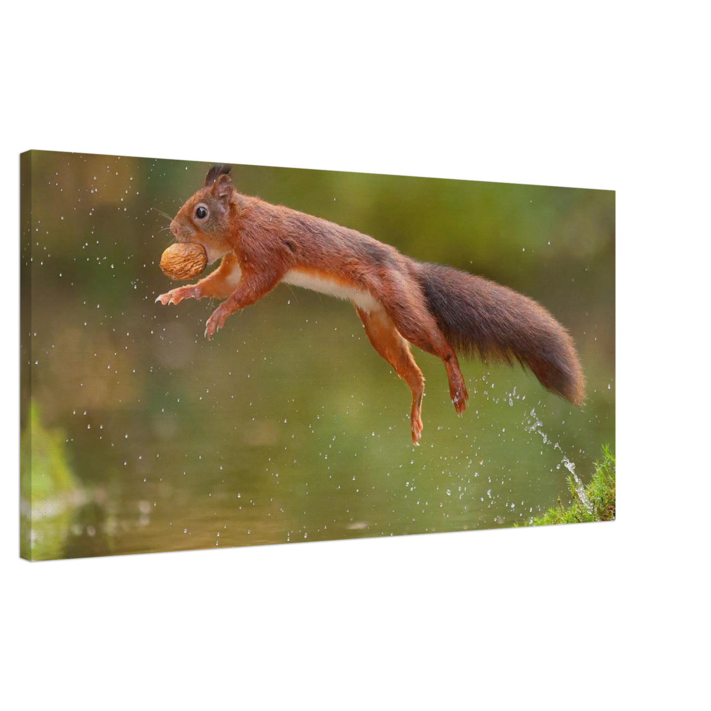 Wandbild eichhoernchen dynamisches wildtier poster fuer ihr zuhause in verschiedenen groessen