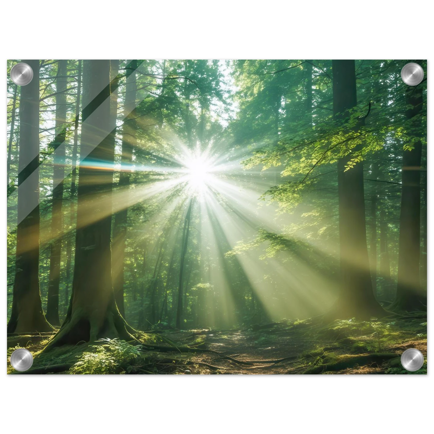 Wandbild sonnenstrahlen im wald mystisches waldlicht kunstdruck in ihrer wunschgroesse