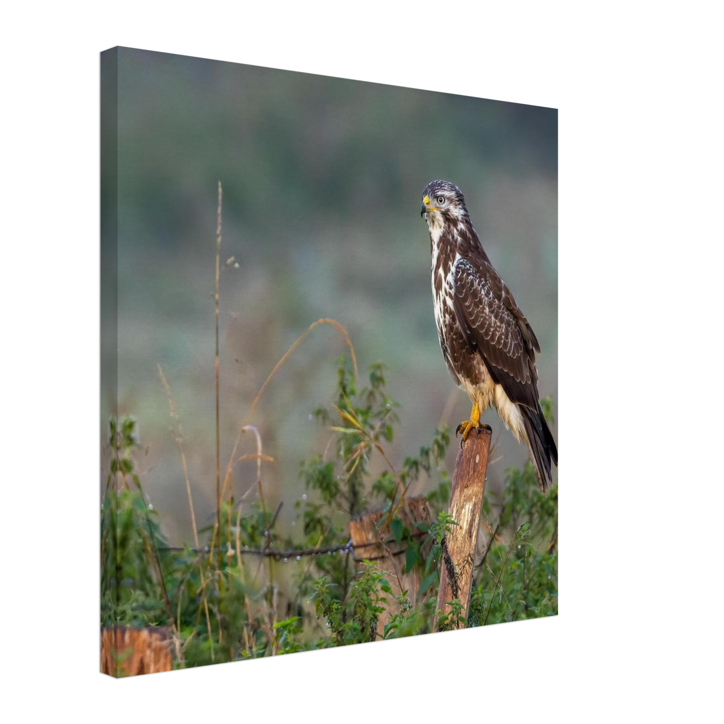 Wandbild majestaetischer bussard einblick in die wildnis auf hochglanz leinwand
