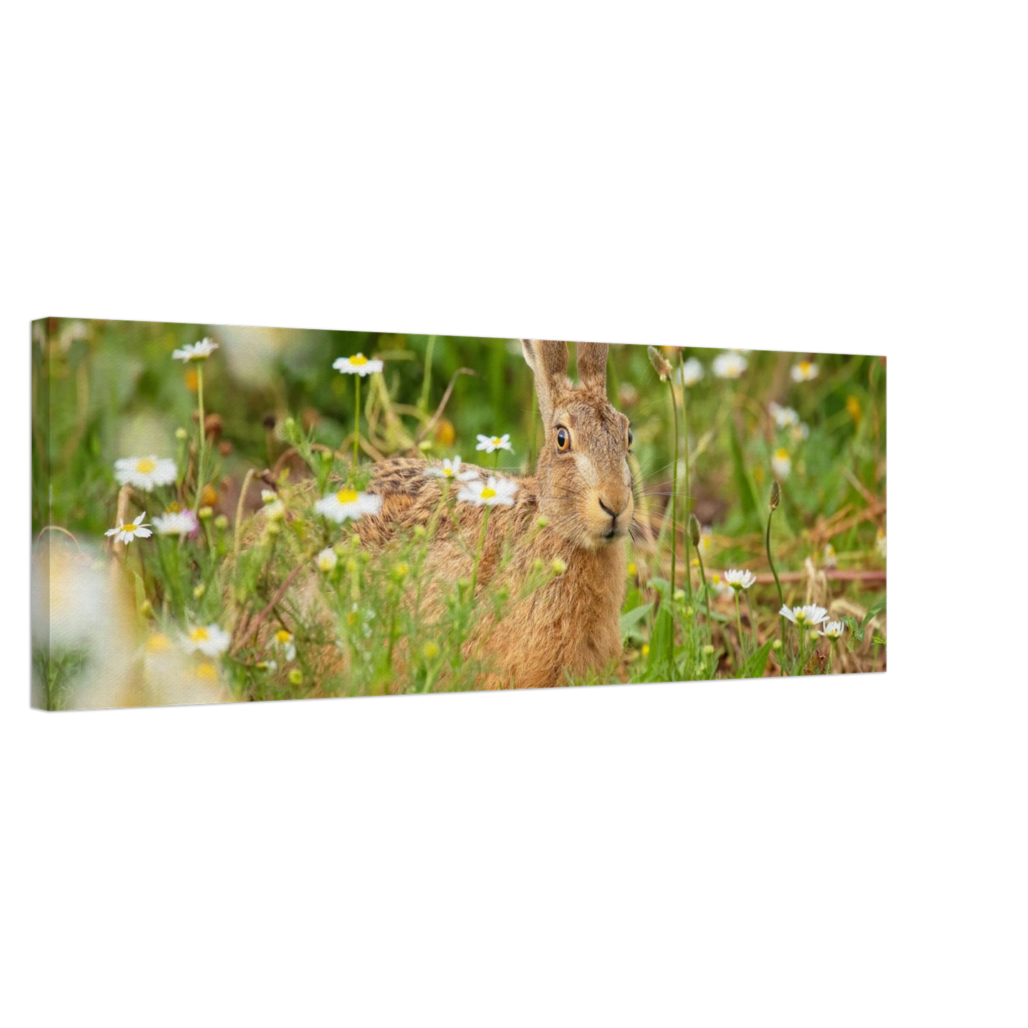 Wandbild feldhase im blumenfeld beruhigende natur tier kunst in vielen groessen
