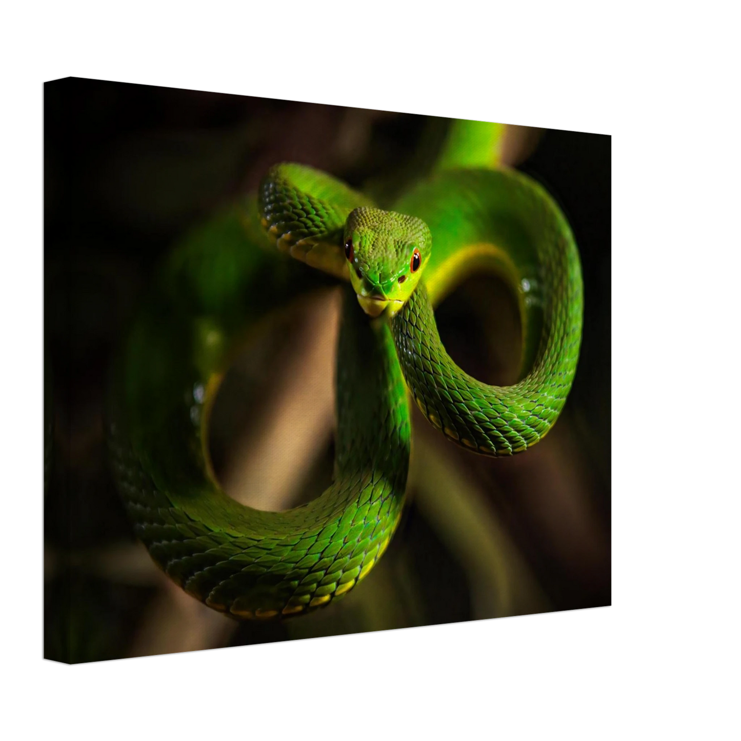 Wandbild der gruene baumviper ein hypnotischer blick in verschiedenen groessen
