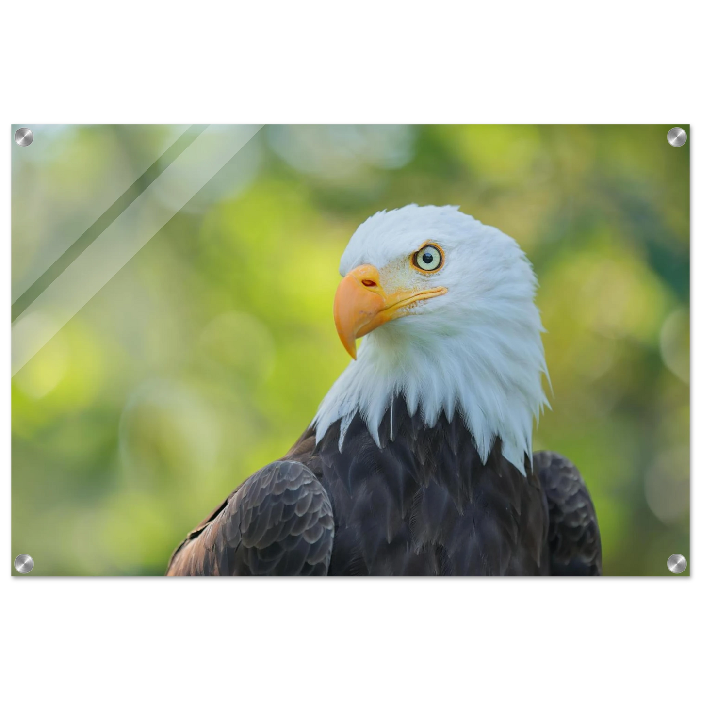 Wandbild majestaetischer weisskopfseeadler eine ode an die freiheit in ihrer wunschgroesse