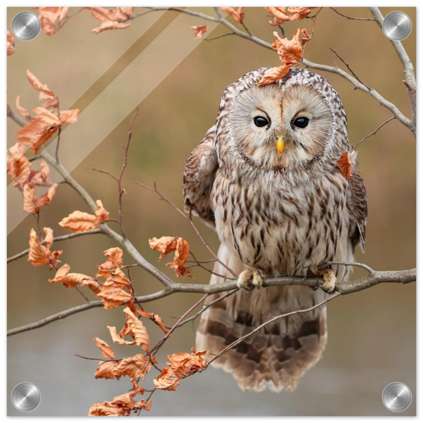 Wandbild majestaetische eule im herbstlaub einblick in die wildnis in verschiedenen groessen