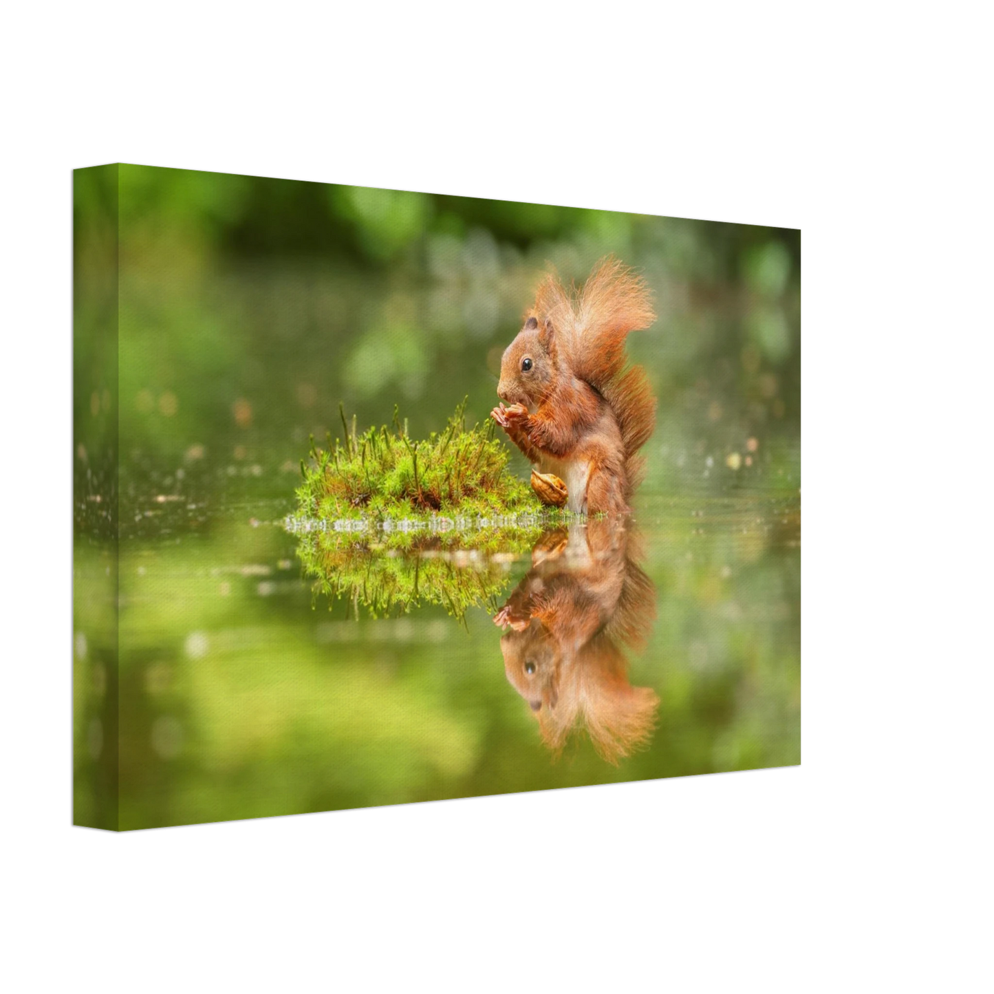 Wandbild bezauberndes eichhoernchen mit nuss ein spiegelbild der natur