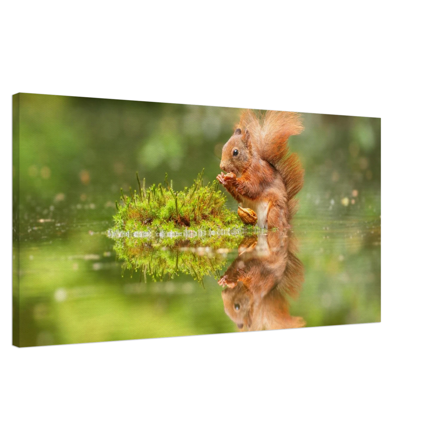 Wandbild bezauberndes eichhoernchen mit nuss ein spiegelbild der natur